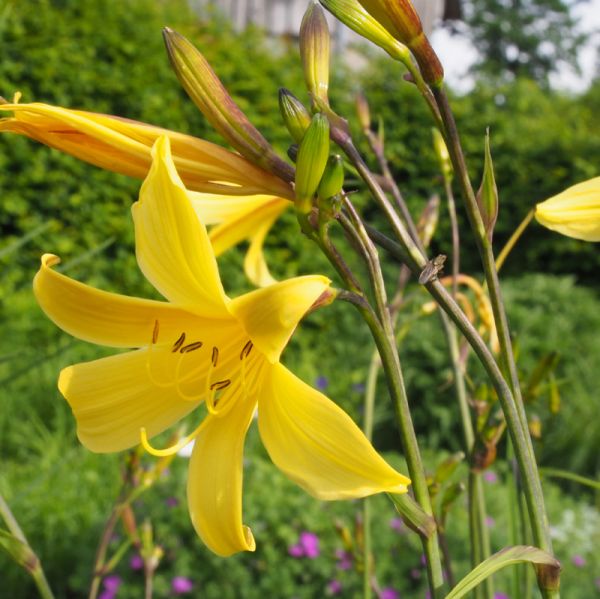 Zitronen-Taglilie (Hemerocallis citrina)