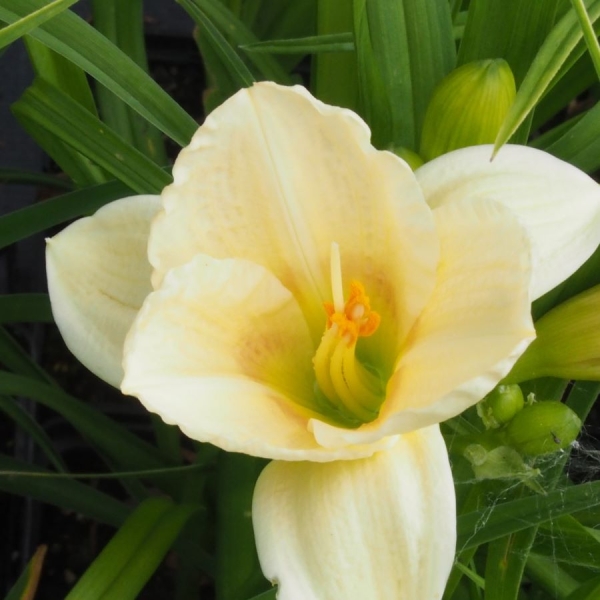 Dumortiers Taglilie (Hemerocallis dumortieri)