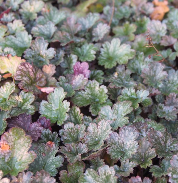 Purpurglöckchen Petit Marbled Burgundy (Heuchera hybr. Petit Marbled Burgundy)