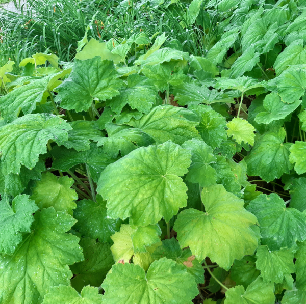 Purpurglöckchen (Heuchera villosa var. macrotthiza)