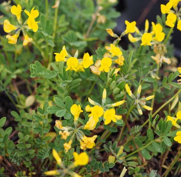 Hufeisenklee (Hippocrepis comosa)