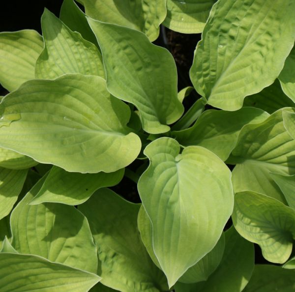 Goldblatt-Funkie August Moon (Hosta hybr. August Moon)
