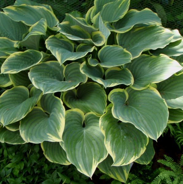 Funkie Sagae (Hosta hybr. Sagae)