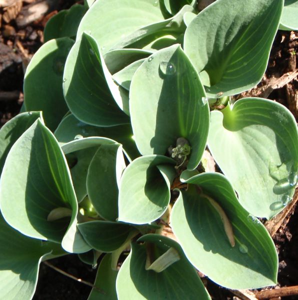 Funkie Blue Mouse Ears (Hosta hybr. Blue Mouse Ears)