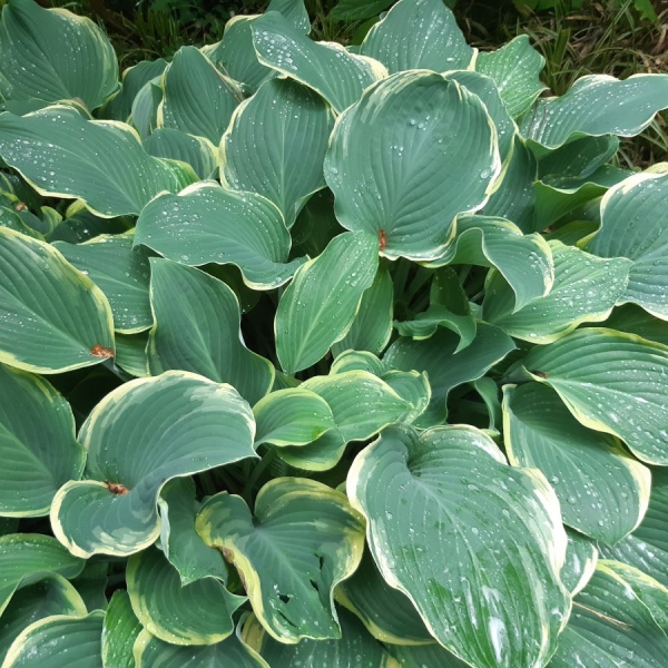 Weißrand-Funkie Regal Splendor (Hosta Hybride Regal Splendor)
