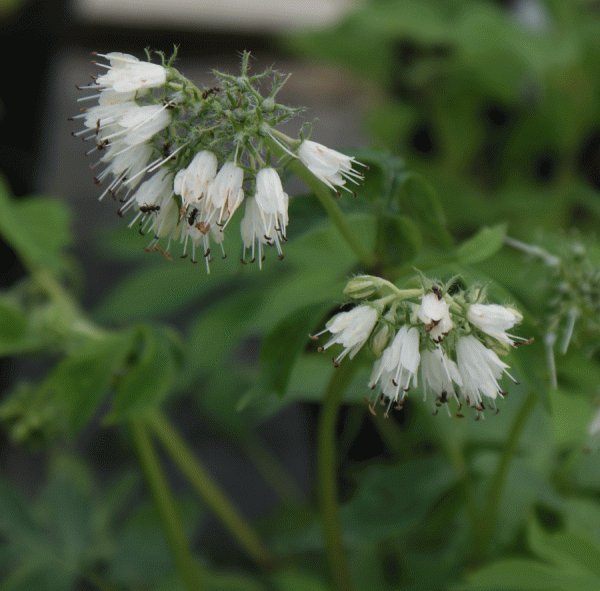 Virginia Wasserblatt (Hydrophyllum virginianum)