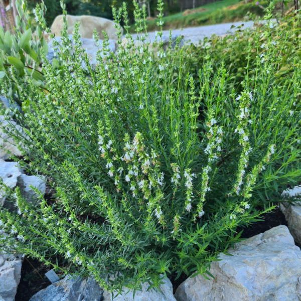 Ysop Albus (Hyssopus officinalis Albus)