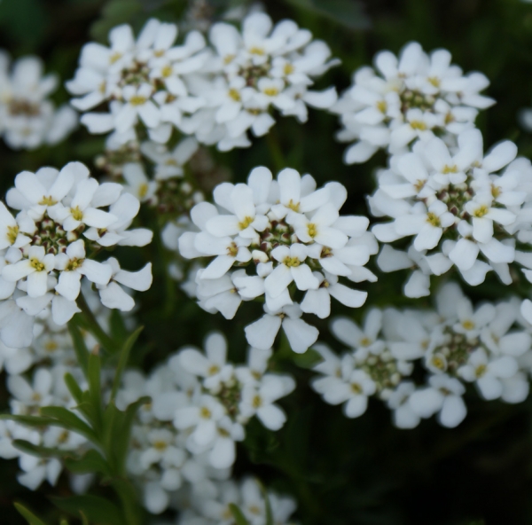 Schleifenblume Findel (Iberis sempervirens Findel)