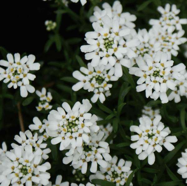 Schleifenblume Zwergschneeflocke (Iberis sempervirens Zwergschneeflocke)