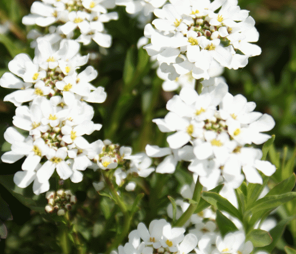 Schleifenblume Schneeflocke (Iberis sempervirens Schneeflocke)