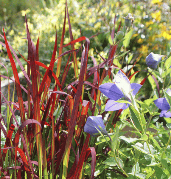 Japanisches Blutgras Red Baron (Imperata cylindrica Red Baron)