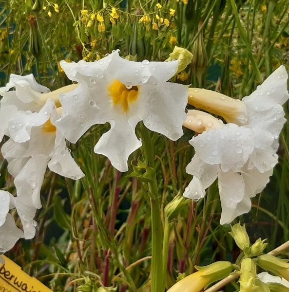 Weiße Freilandgloxinie, Blühender Farn Alba (Incarvillea delavayi Alba)