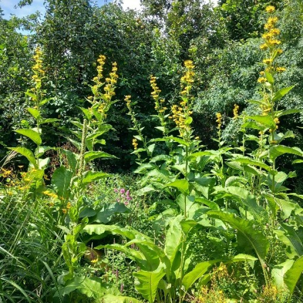 Traubiger Alant (Inula racemosa)