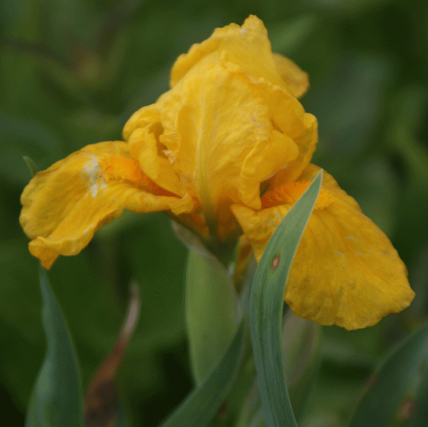 Zwerg Bartiris Pegan Butterfly (Iris barbata-nana Pegan Butterfly)