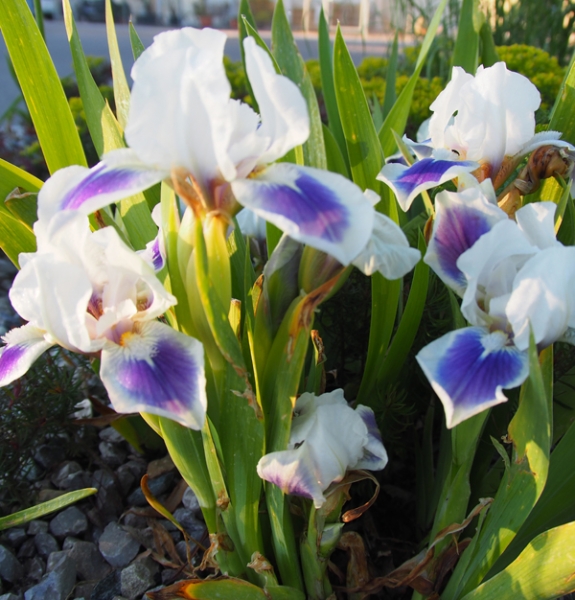 Zwerg Bartiris Boo (Iris barbata-nana Boo)