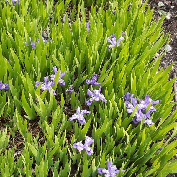 Zwerg Great-Lake-Iris (Iris lacustris)