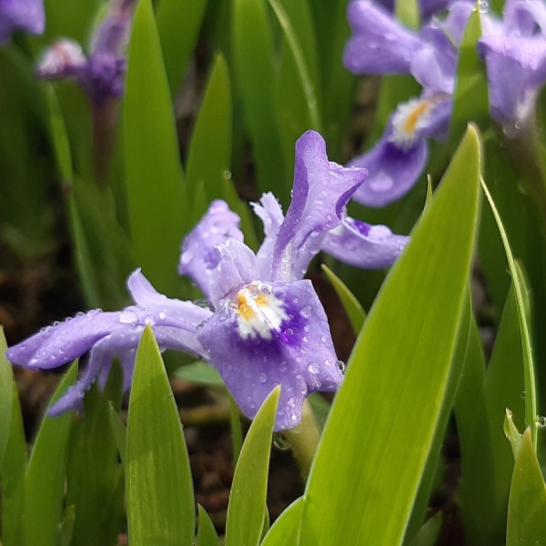 Zwerg Great-Lake-Iris (Iris lacustris)