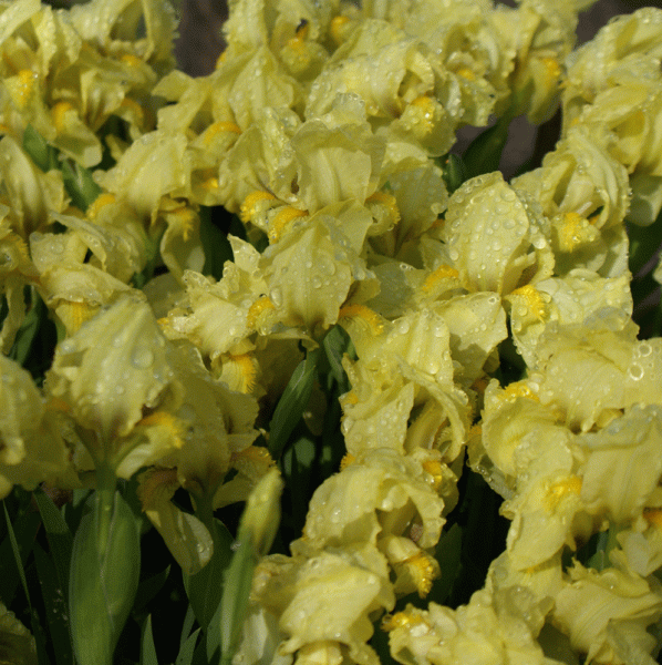 Zwerg-Balkaniris (Iris reichenbachii)