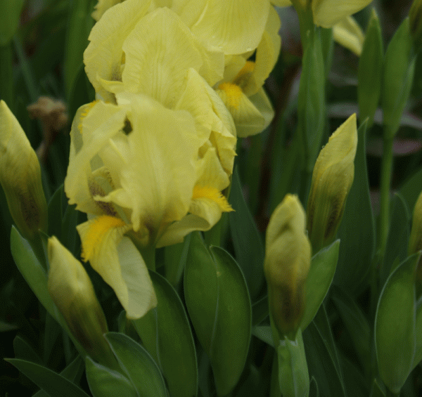 Zwerg-Balkaniris (Iris reichenbachii)