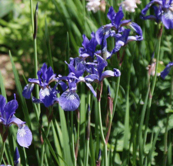 Sibirische Wiesen-Iris Annick (Iris sibirica Annick)