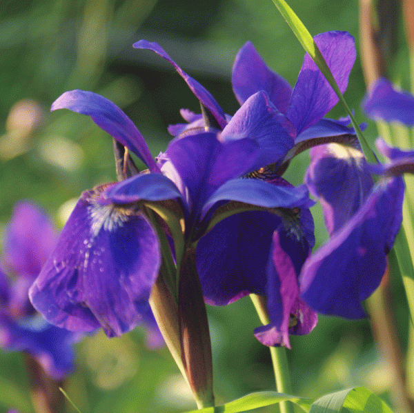 Sibirische Wiesen-Iris (Iris sibirica)