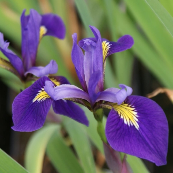 Iris Princess (Iris versilaev Princess)