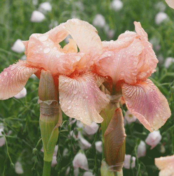 Mittelhohe Bartiris Flourish (Iris barbata-media Flourish)