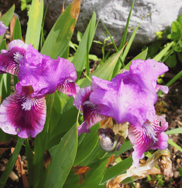 Zwerg Bartiris Fairy Balett (Iris barbata-nana Fairy Balett)