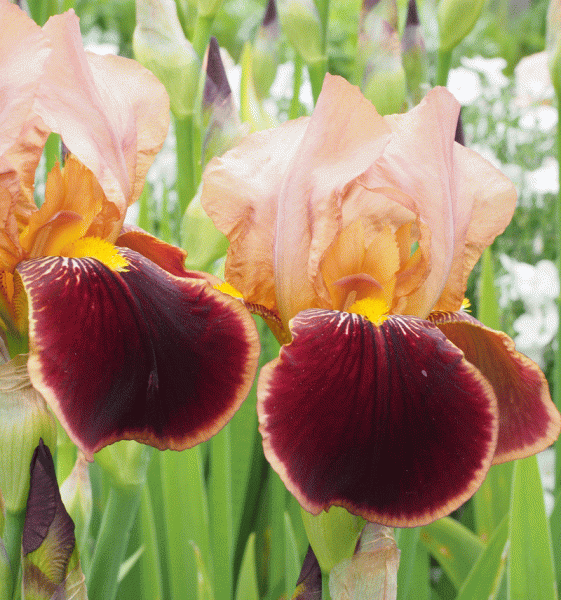 Hohe Bartiris Louvoir (Iris barbata-elatior Louvoir)