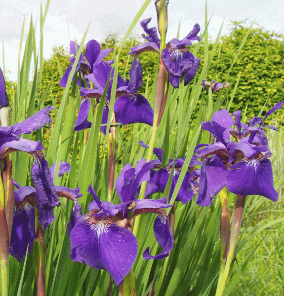 Sibirische Wiesen-Iris Caesars Brother (Iris sibirica Caesars Brother)