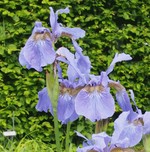 Sibirische Wiesen-Iris My Love (Iris sibirica My Love)