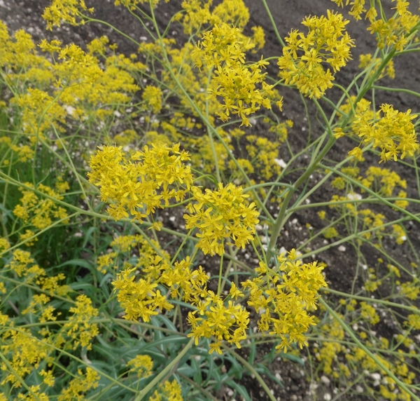 Färberwaid (Isatis tinctoria)