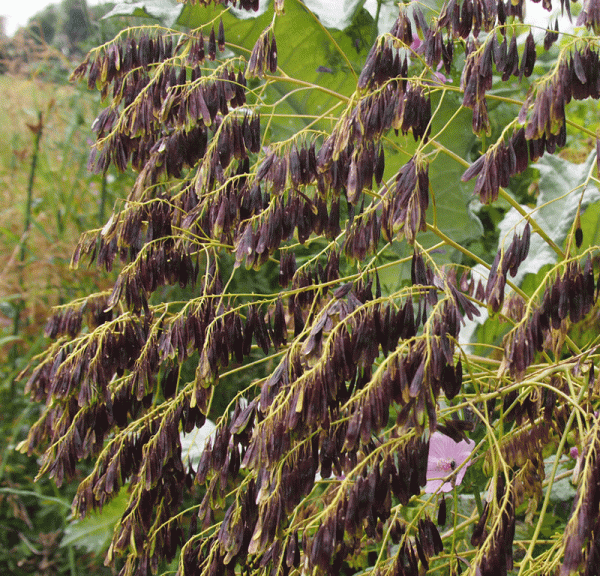 Färberwaid (Isatis tinctoria)