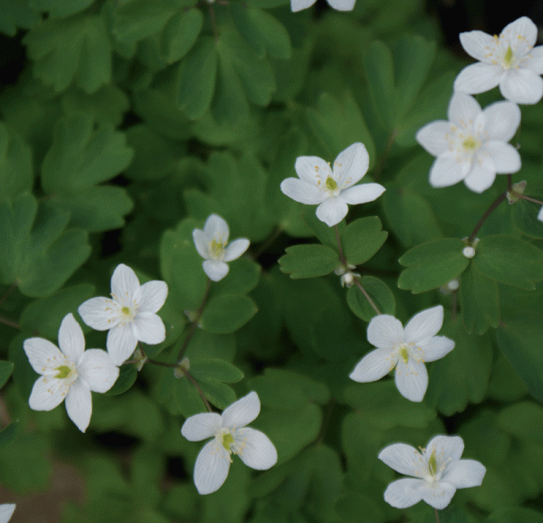 Wiesenrautenblättriges Muschelblümchen (Isopyrum thalictroides)