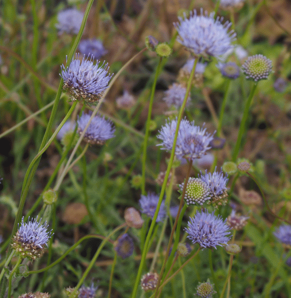 Berg-Sandglöckchen (Jasione montana)