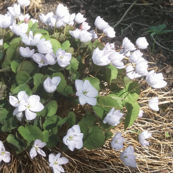Muschelblümchen, Herzblattschale (Jeffersonia dubia)