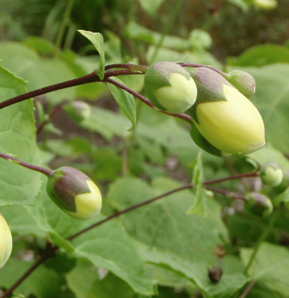 Japanische Wachsglocke (Kirengeshoma palmata)