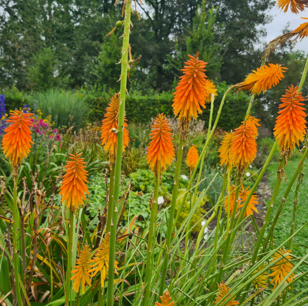 Zierliche Fackellilie (Kniphofia galpinii)