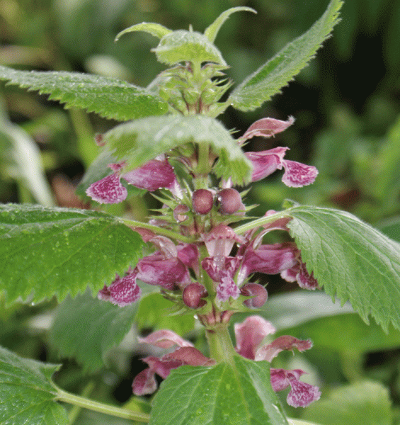 Nesselkönig (Lamium orvala)