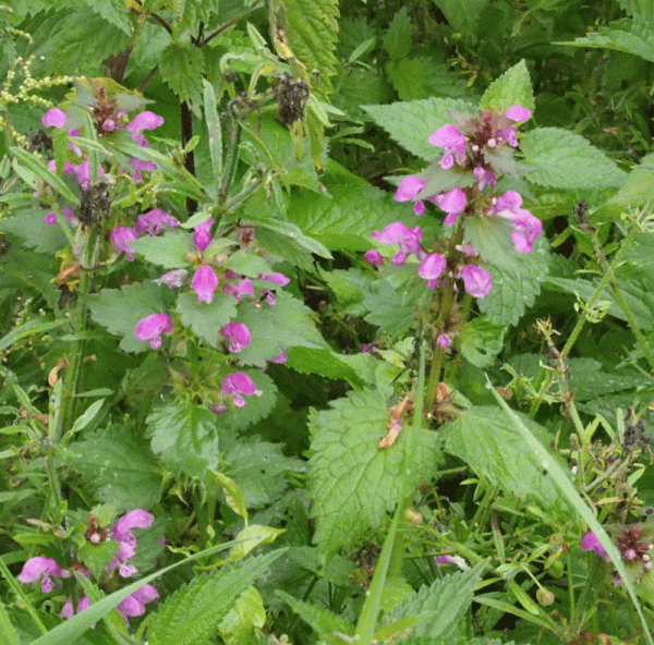 Gefleckte Taubnessel (Lamium maculatum)