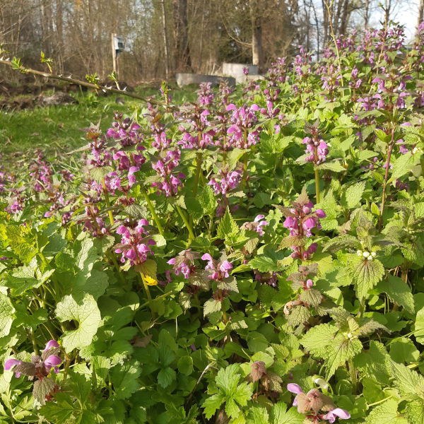 Gefleckte Taubnessel (Lamium maculatum)