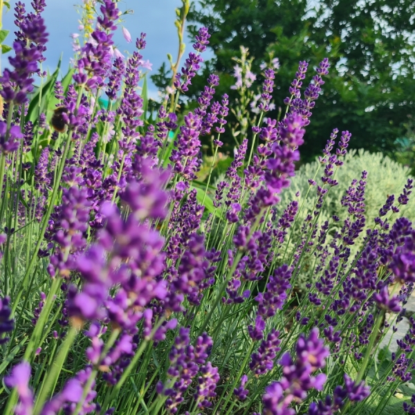 Lavendel Atropurpurea (Lavandula angustifolia Atropurpurea)