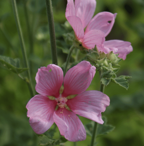 Thüringer Strauchpappel (Lavathera thuringiaca)