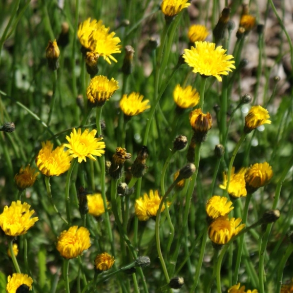 Rauer Löwenzahn (Leontodon hispidus)