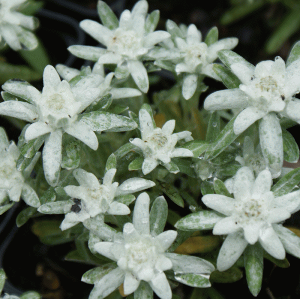 Edelweiß Silberzwerg (Leontopodium alpinum Silberzwerg)