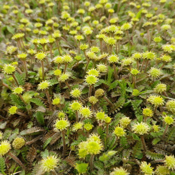 Fiederpolster (Leptinella squalida; syn. Cotula squalida)