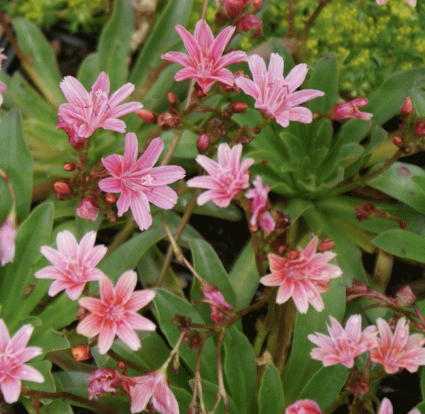 Bitterwurz Little Plum (Lewisia longipetala Little Plum)