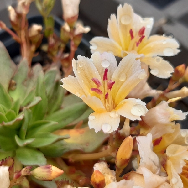 Bitterwurz Little Mango (Lewisia longipetala Little Mango)