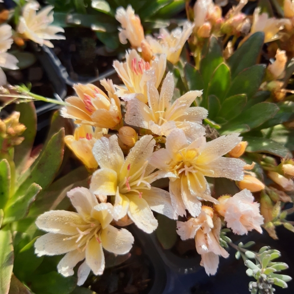 Bitterwurz Little Mango (Lewisia longipetala Little Mango)