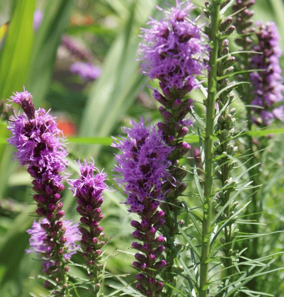 Prachtscharte Kobold (Liatris spicata Kobold)